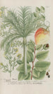 Phytanthoza iconographia Pl224 - Johann Wilhelm Weinmann — artwork view