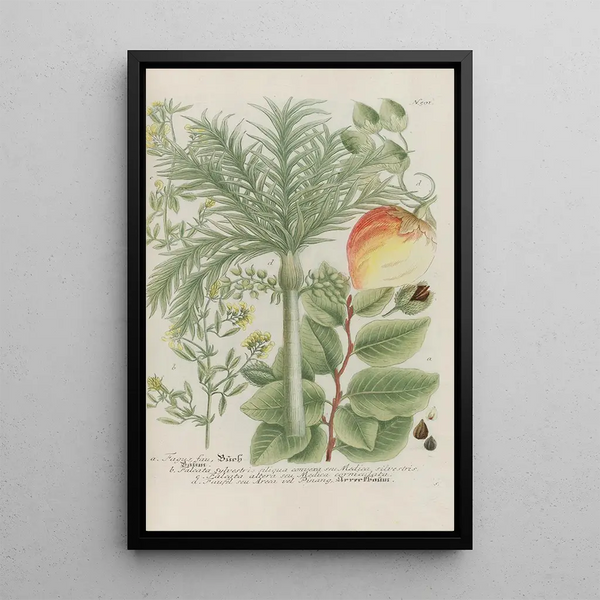 Phytanthoza iconographia Pl224 - Johann Wilhelm Weinmann — framed artwork on a wall