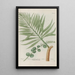Phytanthoza iconographia Pl225 - Johann Wilhelm Weinmann — framed artwork on a wall
