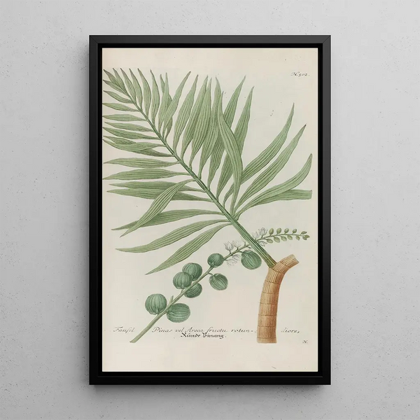 Phytanthoza iconographia Pl225 - Johann Wilhelm Weinmann — framed artwork on a wall