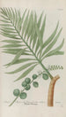 Phytanthoza iconographia Pl225 - Johann Wilhelm Weinmann — artwork view
