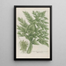 Phytanthoza iconographia Pl226 - Johann Wilhelm Weinmann — framed artwork on a wall