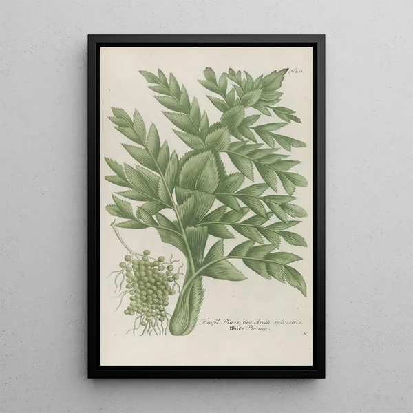 Phytanthoza iconographia Pl226 - Johann Wilhelm Weinmann — framed artwork on a wall