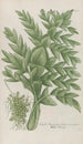 Phytanthoza iconographia Pl226 - Johann Wilhelm Weinmann — artwork view