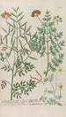 Phytanthoza iconographia Pl227 - Johann Wilhelm Weinmann — artwork view