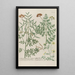 Phytanthoza iconographia Pl227 - Johann Wilhelm Weinmann — framed artwork on a wall