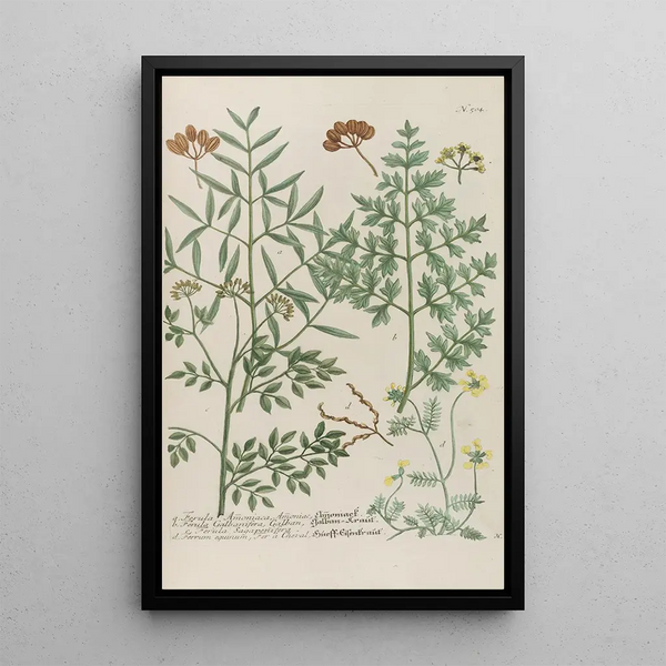 Phytanthoza iconographia Pl227 - Johann Wilhelm Weinmann — framed artwork on a wall