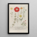 Phytanthoza iconographia Pl228 - Johann Wilhelm Weinmann — framed artwork on a wall