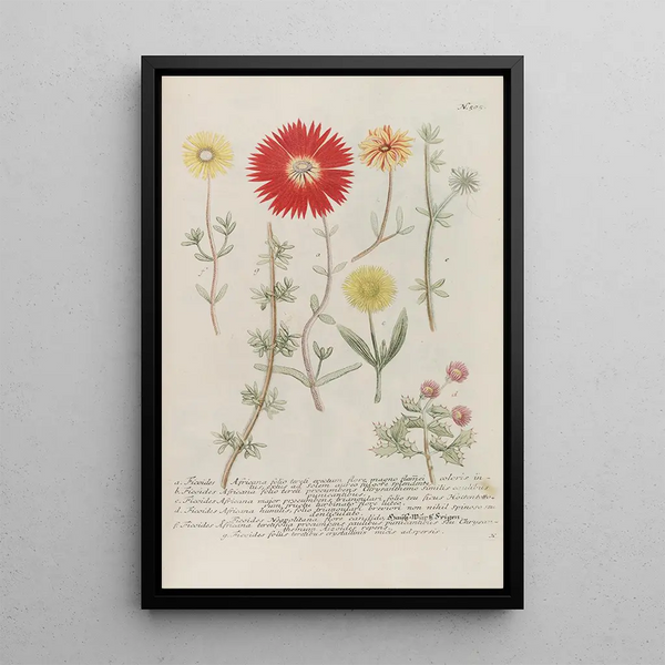 Phytanthoza iconographia Pl228 - Johann Wilhelm Weinmann — framed artwork on a wall