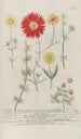 Phytanthoza iconographia Pl228 - Johann Wilhelm Weinmann — artwork view