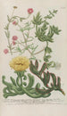 Phytanthoza iconographia Pl229 - Johann Wilhelm Weinmann — artwork view