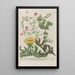 Phytanthoza iconographia Pl229 - Johann Wilhelm Weinmann — framed artwork on a wall