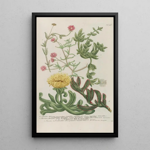 Phytanthoza iconographia Pl229 - Johann Wilhelm Weinmann — framed artwork on a wall