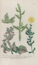 Phytanthoza iconographia Pl230 - Johann Wilhelm Weinmann — artwork view