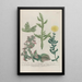 Phytanthoza iconographia Pl230 - Johann Wilhelm Weinmann — framed artwork on a wall