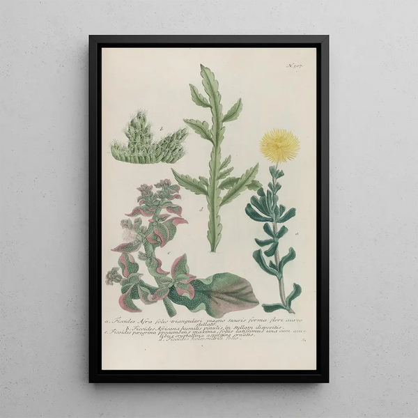 Phytanthoza iconographia Pl230 - Johann Wilhelm Weinmann — framed artwork on a wall