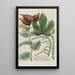 Phytanthoza iconographia Pl231 - Johann Wilhelm Weinmann — framed artwork on a wall
