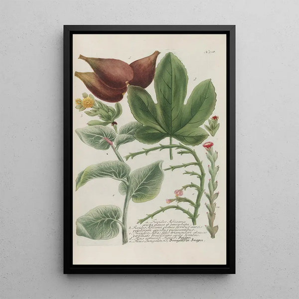 Phytanthoza iconographia Pl231 - Johann Wilhelm Weinmann — framed artwork on a wall