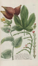 Phytanthoza iconographia Pl231 - Johann Wilhelm Weinmann — artwork view