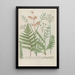 Phytanthoza iconographia Pl232 - Johann Wilhelm Weinmann — framed artwork on a wall