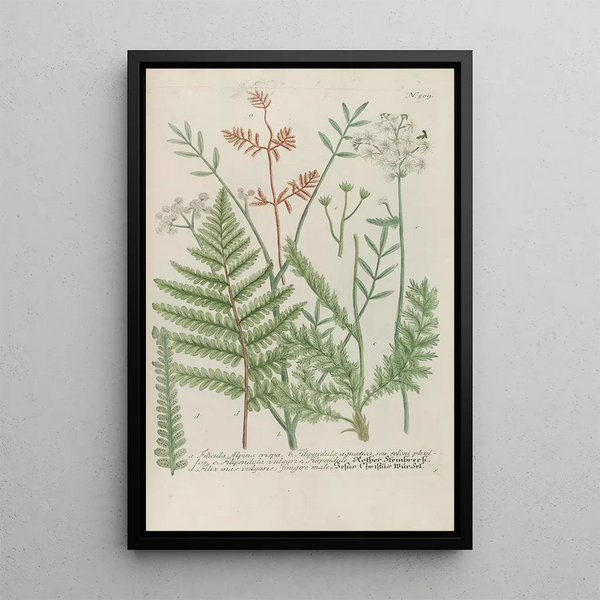 Phytanthoza iconographia Pl232 - Johann Wilhelm Weinmann — framed artwork on a wall