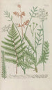 Phytanthoza iconographia Pl232 - Johann Wilhelm Weinmann — artwork view