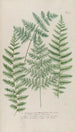 Phytanthoza iconographia Pl233 - Johann Wilhelm Weinmann — artwork view