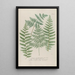 Phytanthoza iconographia Pl233 - Johann Wilhelm Weinmann — framed artwork on a wall