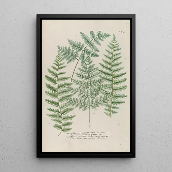 Phytanthoza iconographia Pl233 - Johann Wilhelm Weinmann — framed artwork on a wall