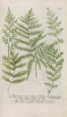 Phytanthoza iconographia Pl234 - Johann Wilhelm Weinmann — artwork view