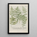 Phytanthoza iconographia Pl234 - Johann Wilhelm Weinmann — framed artwork on a wall