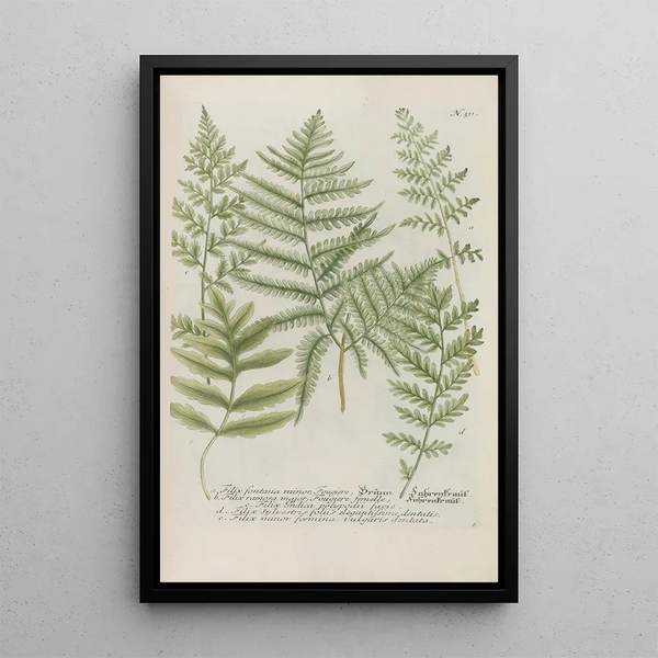 Phytanthoza iconographia Pl234 - Johann Wilhelm Weinmann — framed artwork on a wall