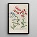Phytanthoza iconographia Pl235 - Johann Wilhelm Weinmann — framed artwork on a wall