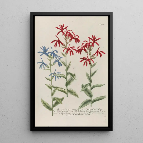 Phytanthoza iconographia Pl235 - Johann Wilhelm Weinmann — framed artwork on a wall