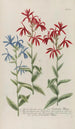 Phytanthoza iconographia Pl235 - Johann Wilhelm Weinmann — artwork view