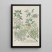 Phytanthoza iconographia Pl236 - Johann Wilhelm Weinmann — framed artwork on a wall
