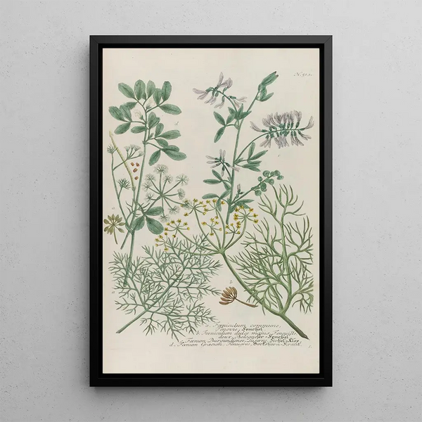 Phytanthoza iconographia Pl236 - Johann Wilhelm Weinmann — framed artwork on a wall