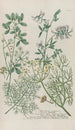 Phytanthoza iconographia Pl236 - Johann Wilhelm Weinmann — artwork view