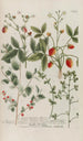 Phytanthoza iconographia Pl237 - Johann Wilhelm Weinmann — artwork view