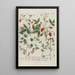 Phytanthoza iconographia Pl237 - Johann Wilhelm Weinmann — framed artwork on a wall