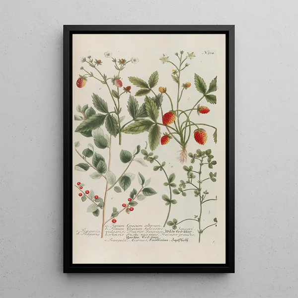 Phytanthoza iconographia Pl237 - Johann Wilhelm Weinmann — framed artwork on a wall