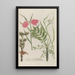 Phytanthoza iconographia Pl238 - Johann Wilhelm Weinmann — framed artwork on a wall