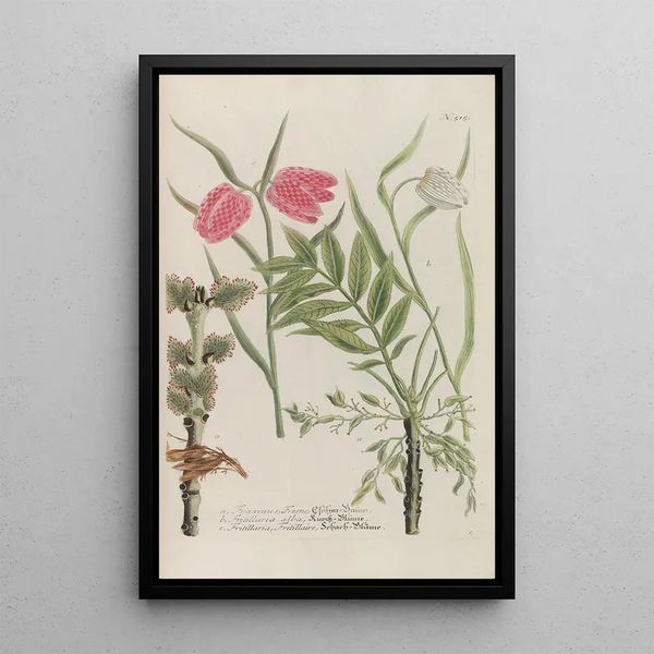 Phytanthoza iconographia Pl238 - Johann Wilhelm Weinmann — framed artwork on a wall