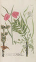 Phytanthoza iconographia Pl238 - Johann Wilhelm Weinmann — artwork view