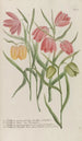 Phytanthoza iconographia Pl239 - Johann Wilhelm Weinmann — artwork view