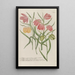 Phytanthoza iconographia Pl239 - Johann Wilhelm Weinmann — framed artwork on a wall