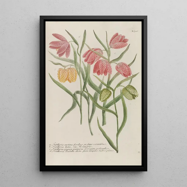 Phytanthoza iconographia Pl239 - Johann Wilhelm Weinmann — framed artwork on a wall