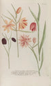 Phytanthoza iconographia Pl240 - Johann Wilhelm Weinmann — artwork view