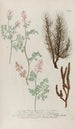 Phytanthoza iconographia Pl242 - Johann Wilhelm Weinmann — artwork view