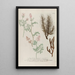 Phytanthoza iconographia Pl242 - Johann Wilhelm Weinmann — framed artwork on a wall